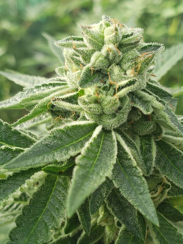 808 Genetics