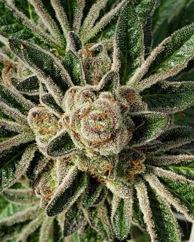 808 Genetics