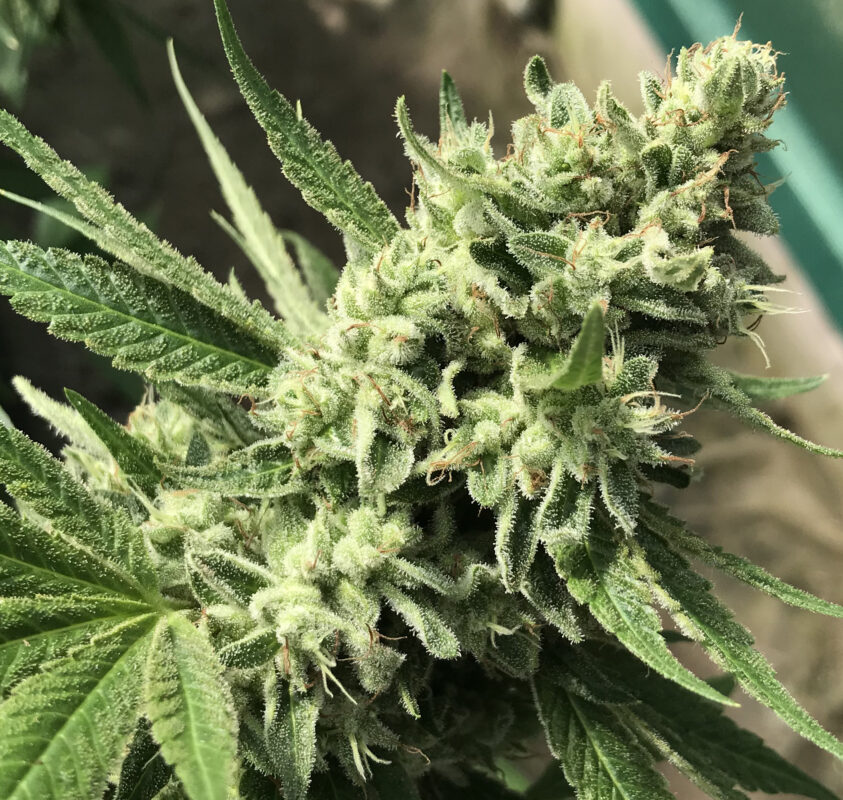 808 Genetics