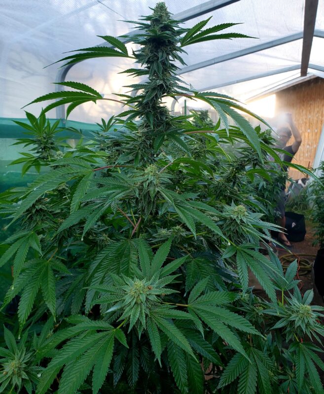 808 Genetics