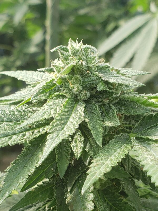 808 Genetics