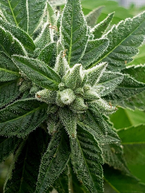 808 Genetics