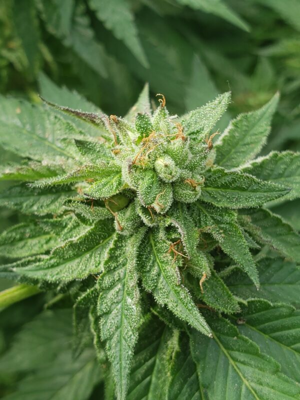 808 Genetics