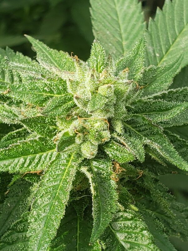808 Genetics