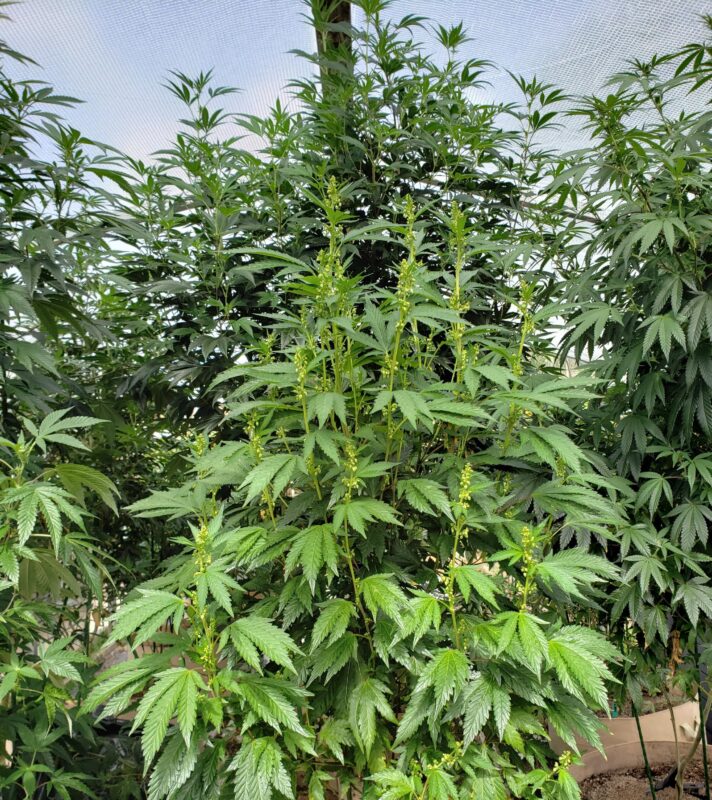 808 Genetics