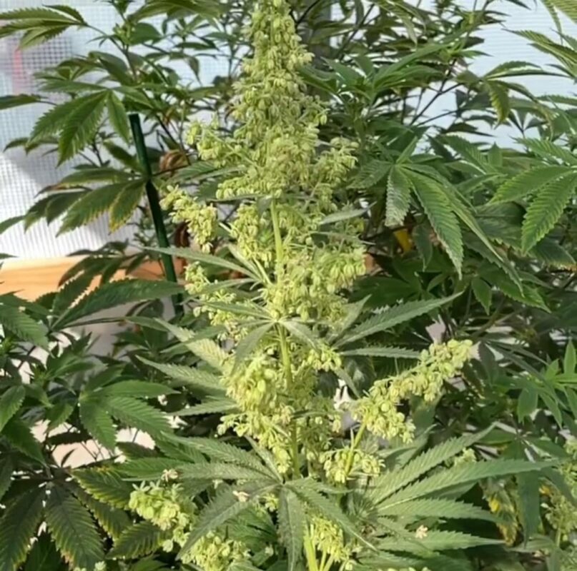 808 Genetics
