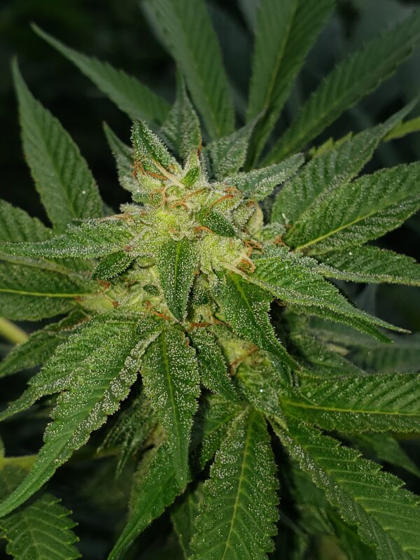 808 Genetics