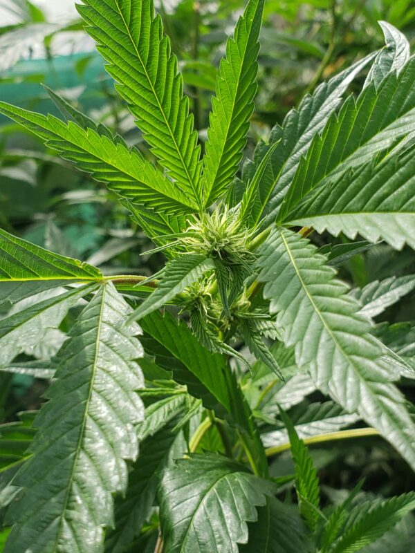 808 Genetics