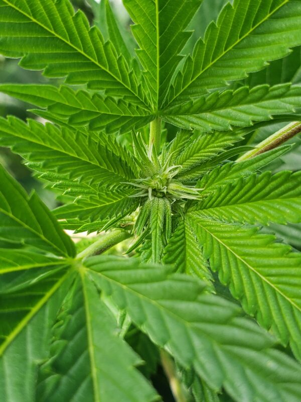 808 Genetics