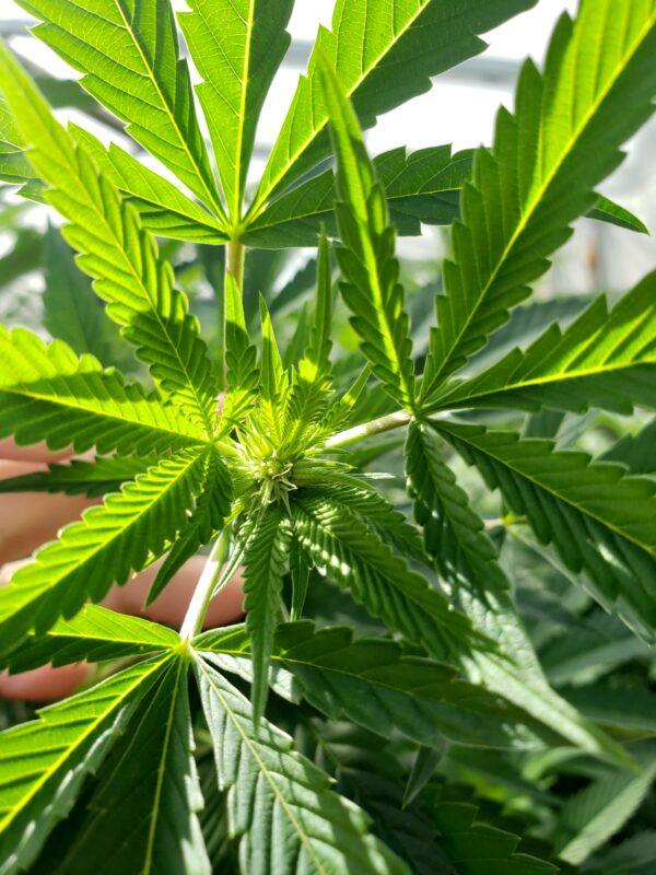 808 Genetics