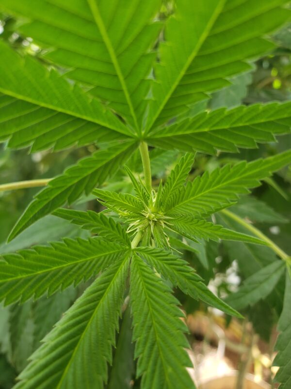 808 Genetics