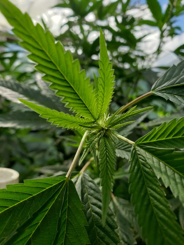 808 Genetics