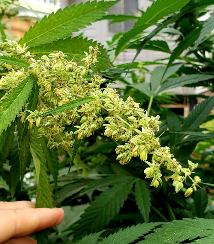808 Genetics