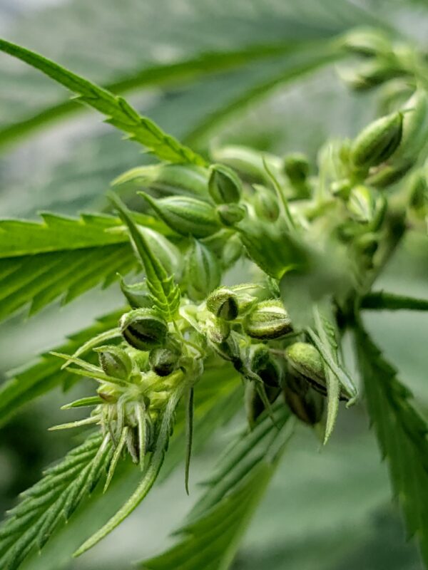 808 Genetics
