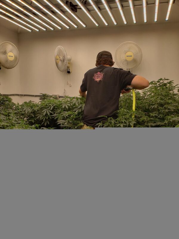 808 Genetics
