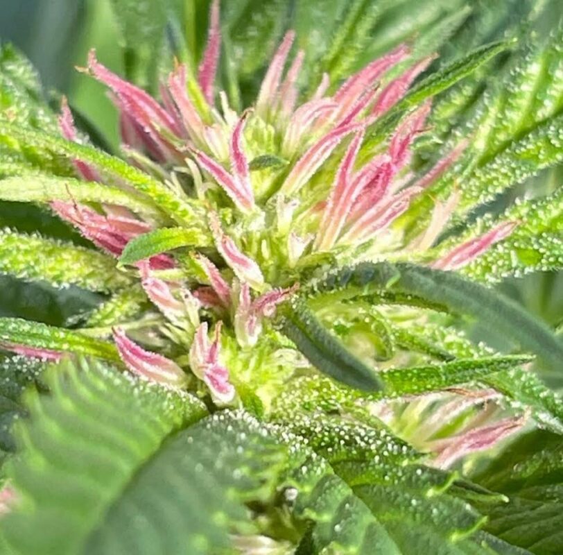 808 Genetics