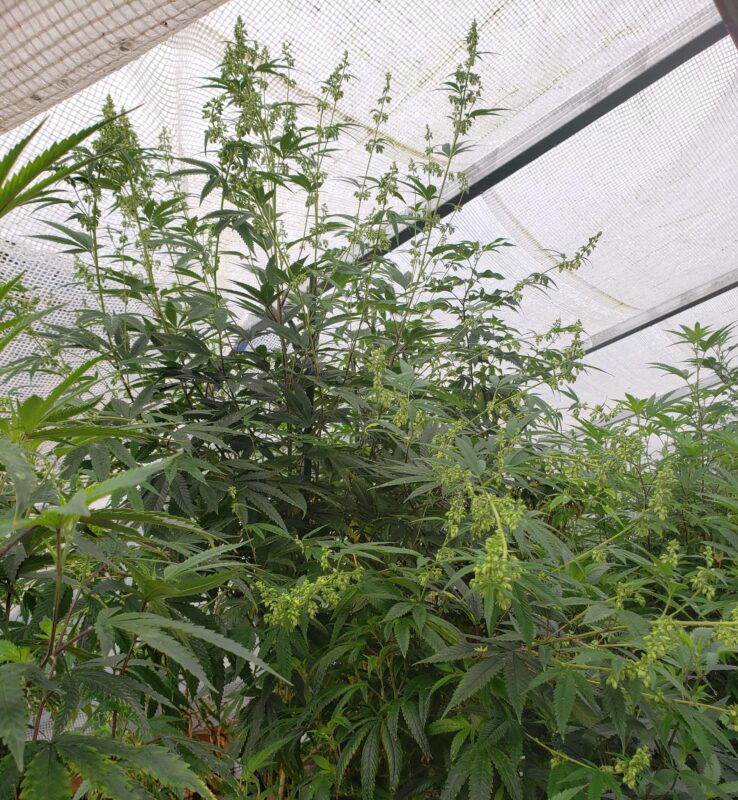 808 Genetics