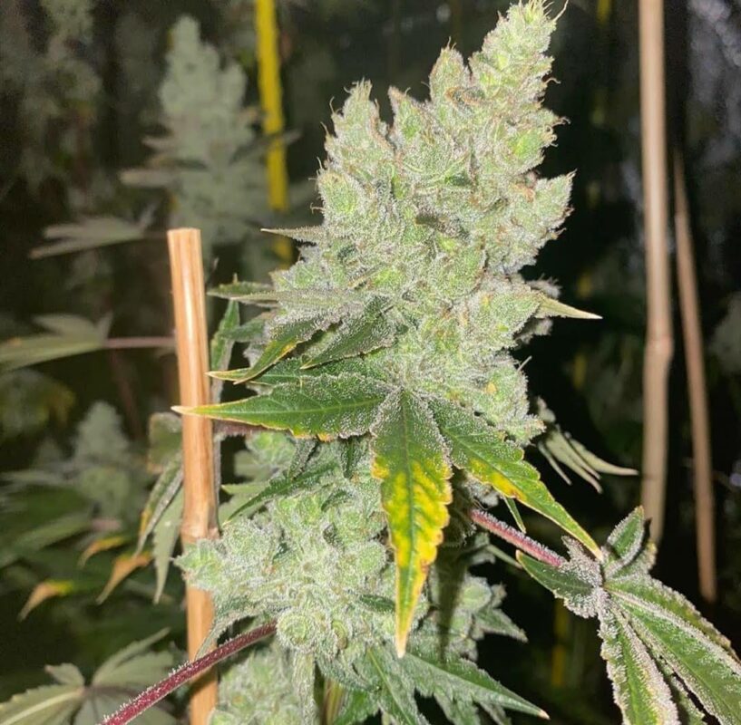 808 Genetics