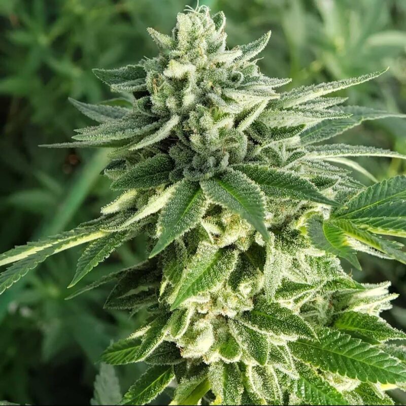 808 Genetics