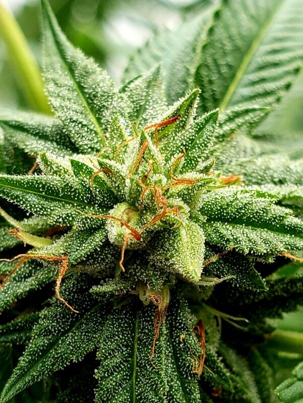 808 Genetics