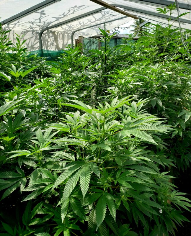 808 Genetics