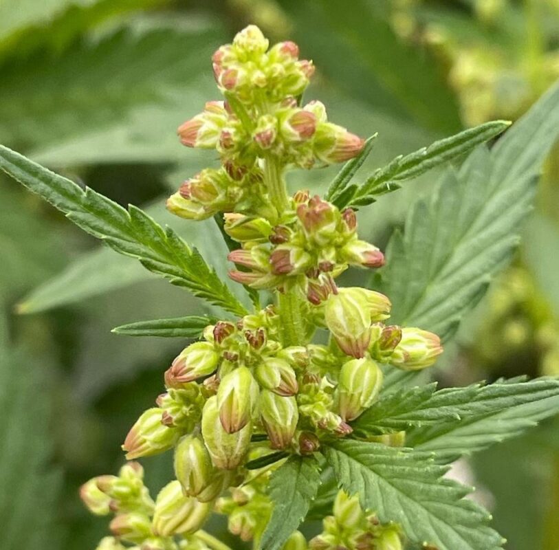 808 Genetics