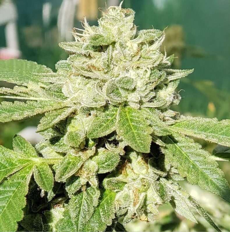 808 Genetics