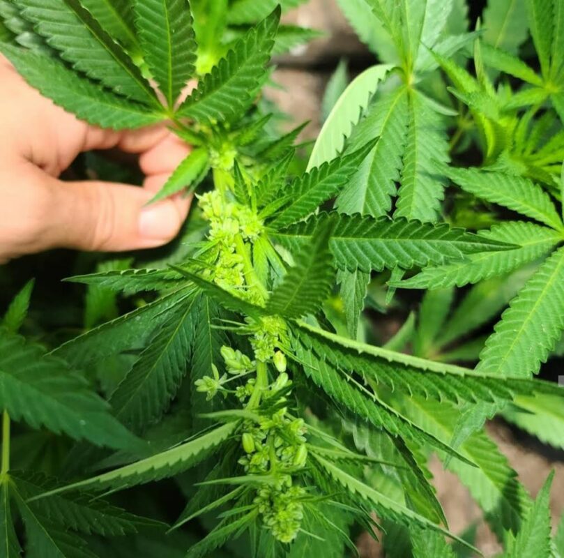 808 Genetics