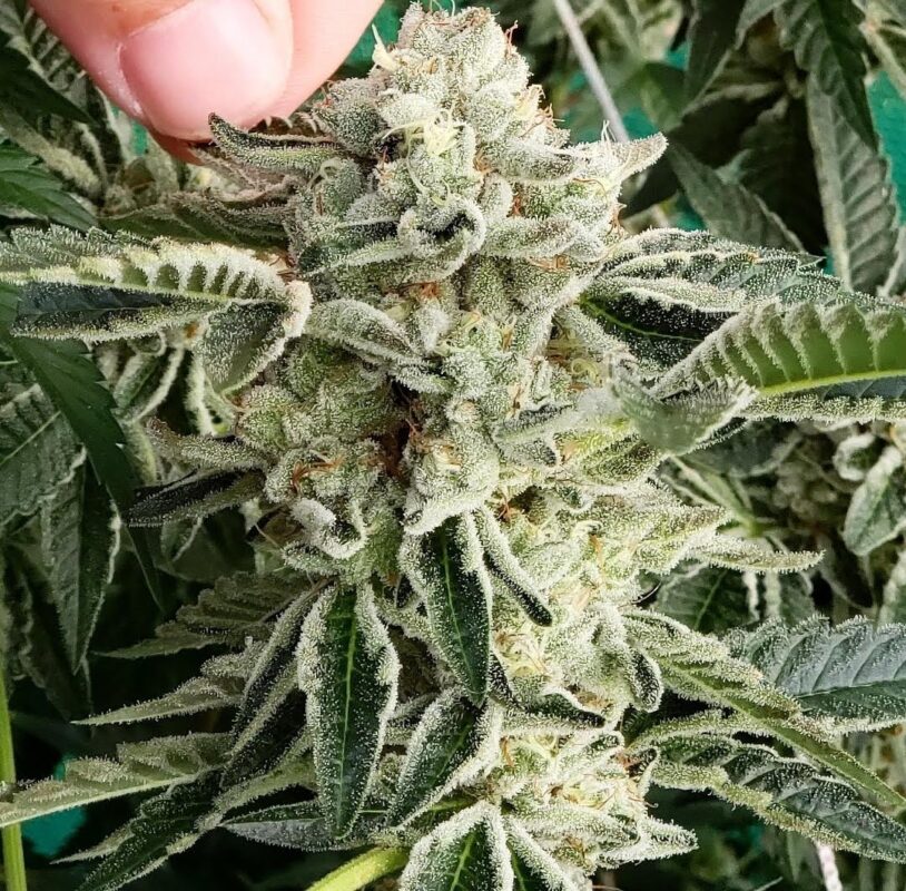 808 Genetics