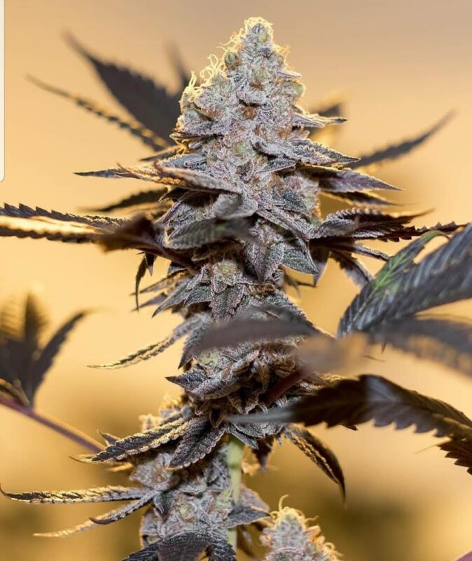808 Genetics