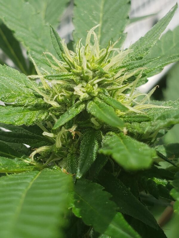 808 Genetics