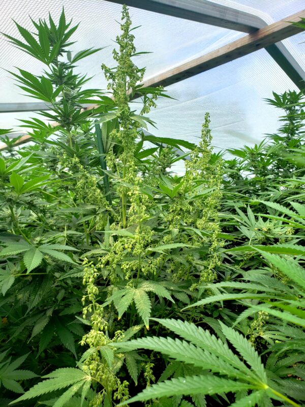808 Genetics