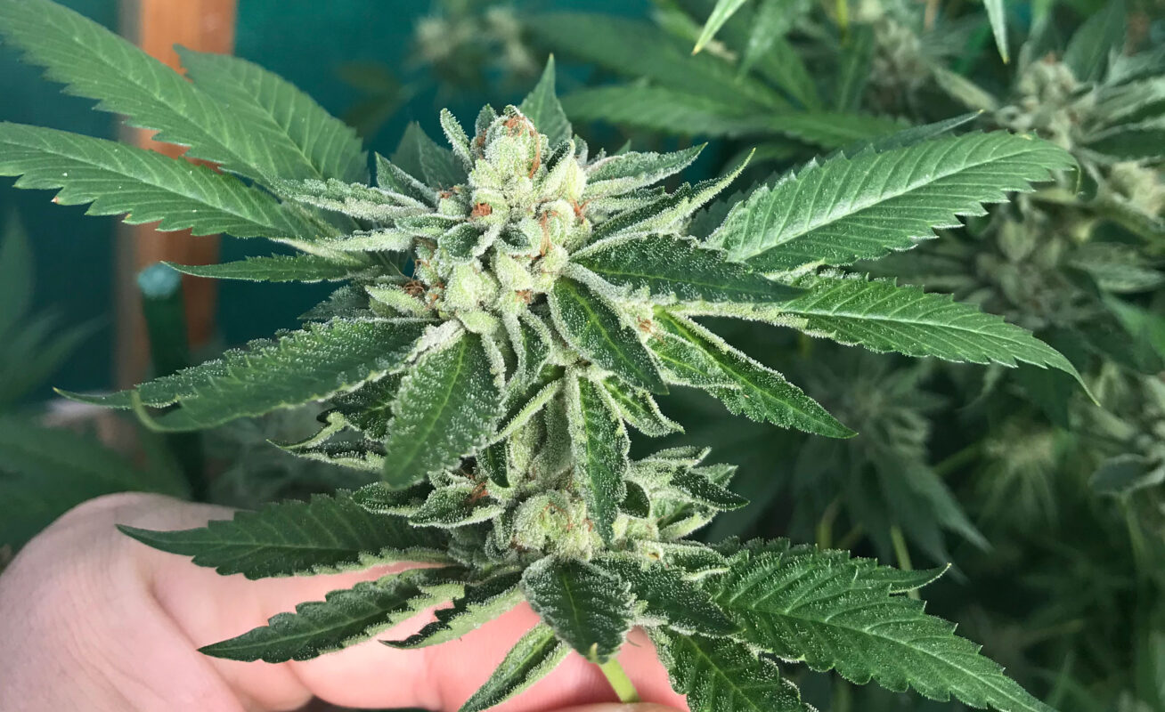 808 Genetics