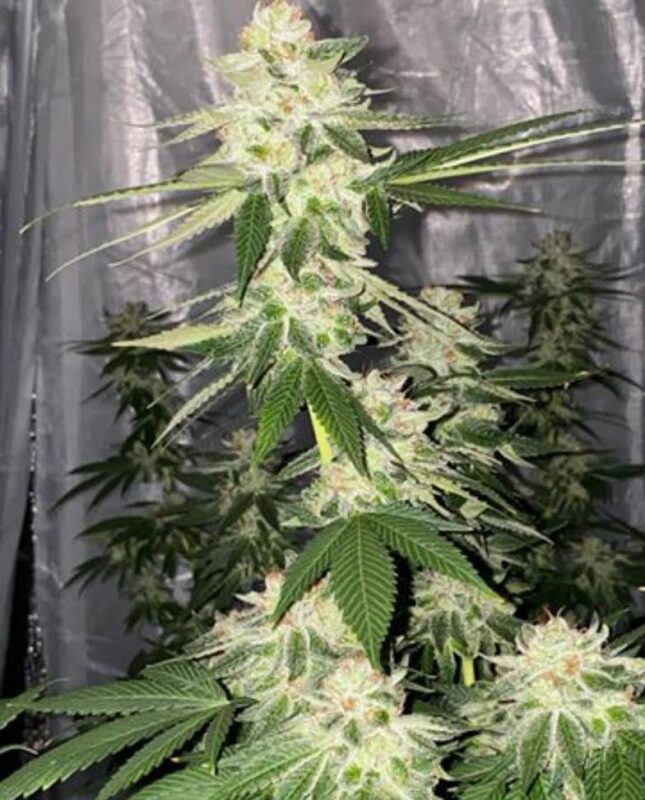 808 Genetics