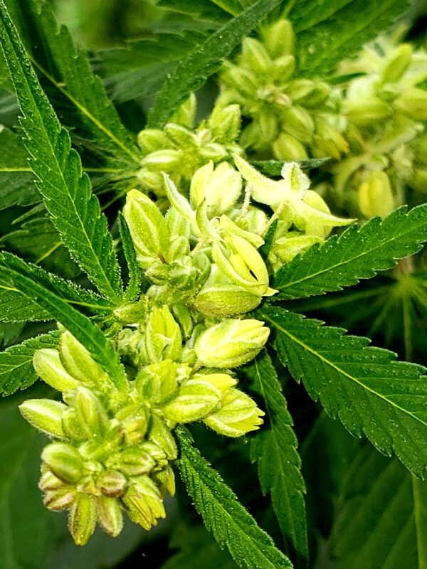 808 Genetics