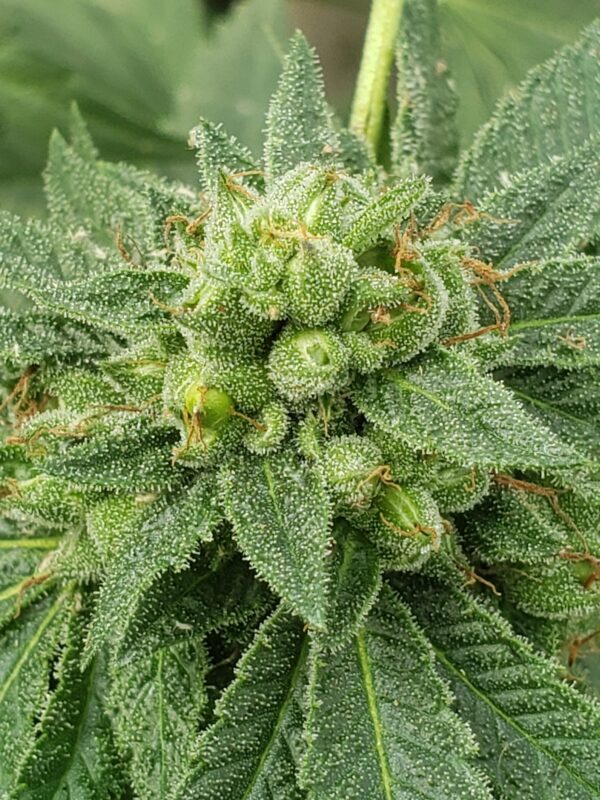 808 Genetics