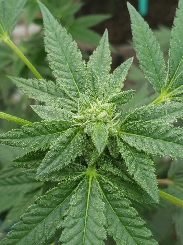 808 Genetics