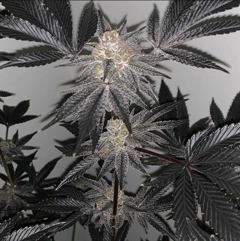 808 Genetics