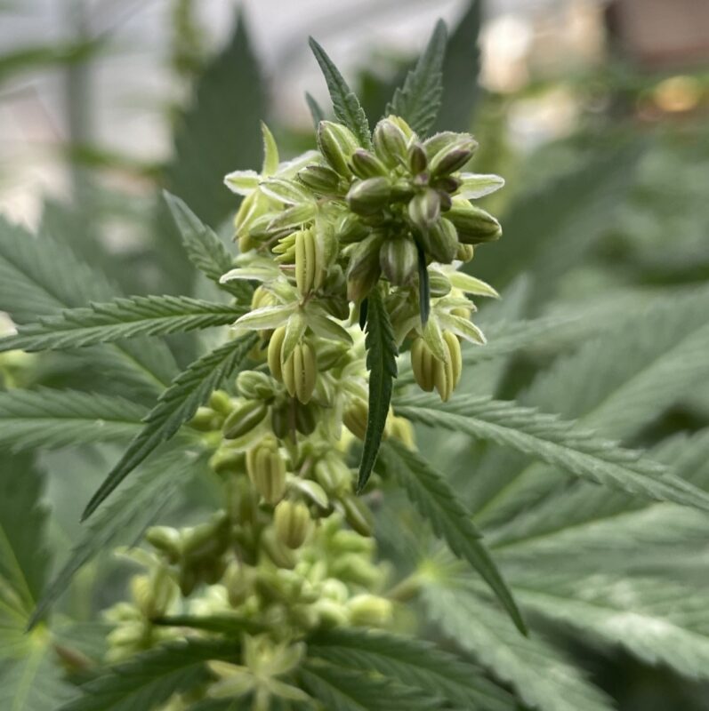 808 Genetics