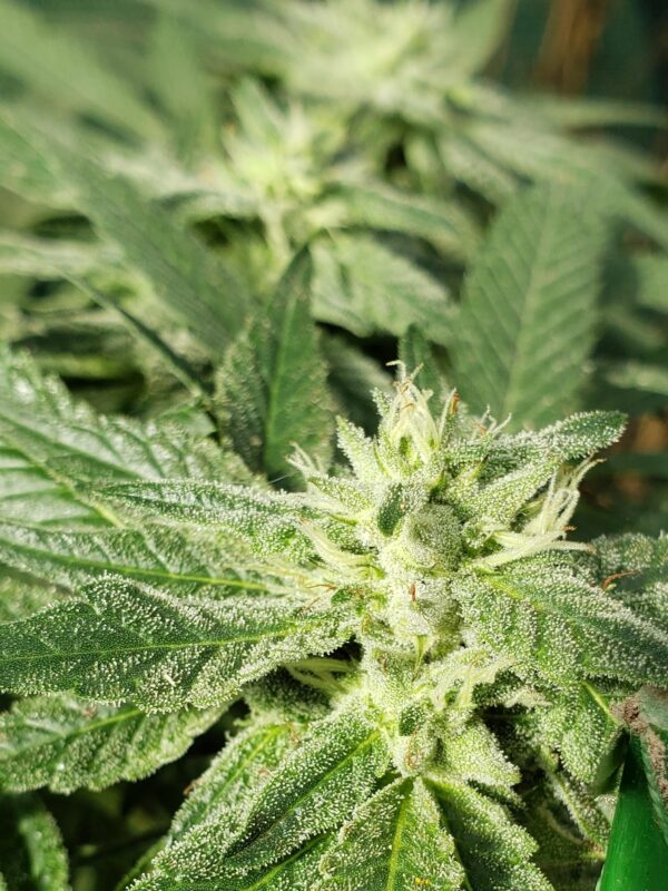 808 Genetics