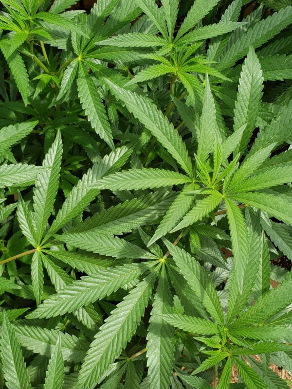 808 Genetics