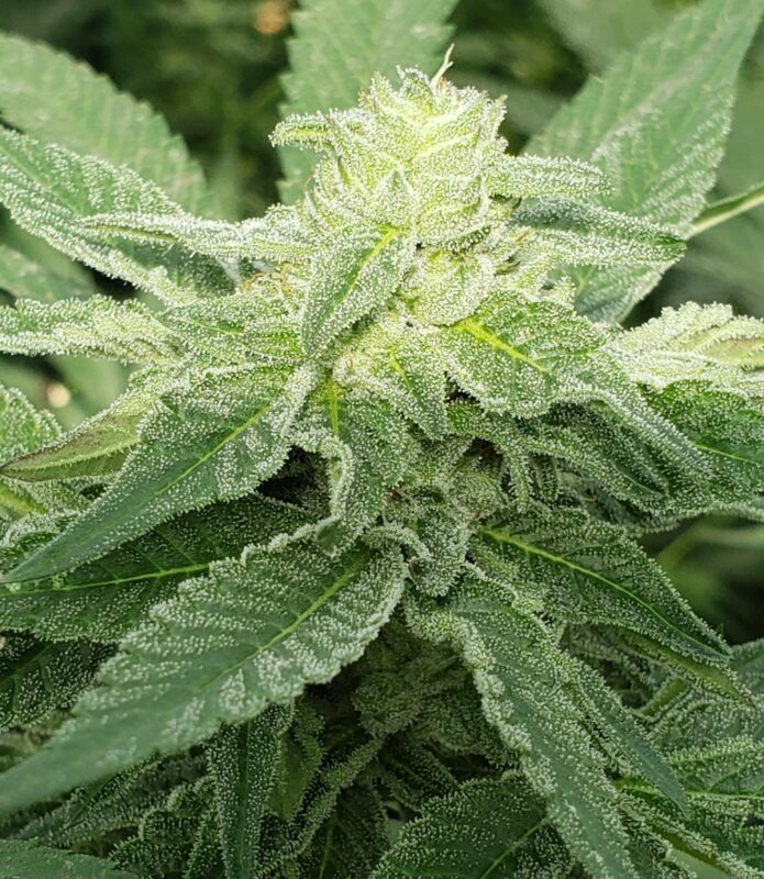 808 Genetics