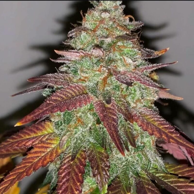808 Genetics
