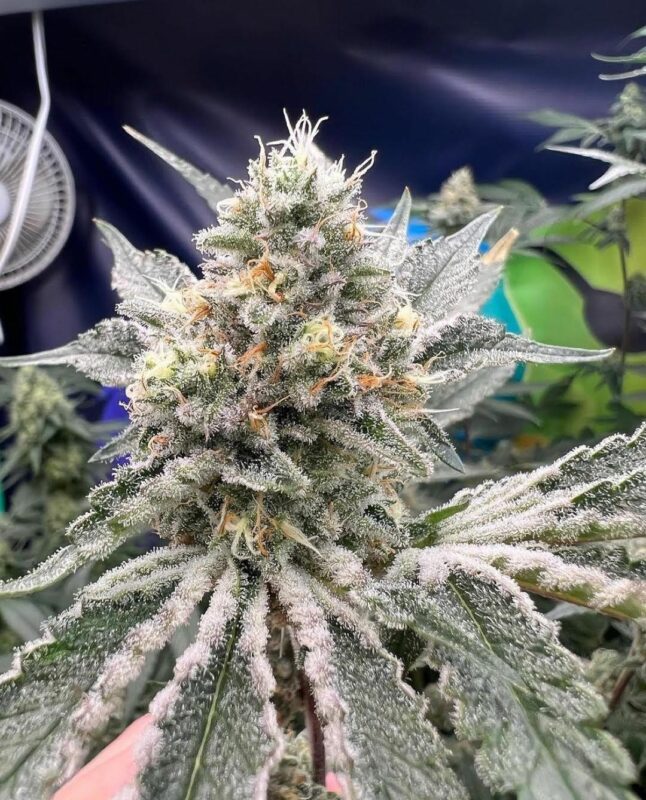 808 Genetics