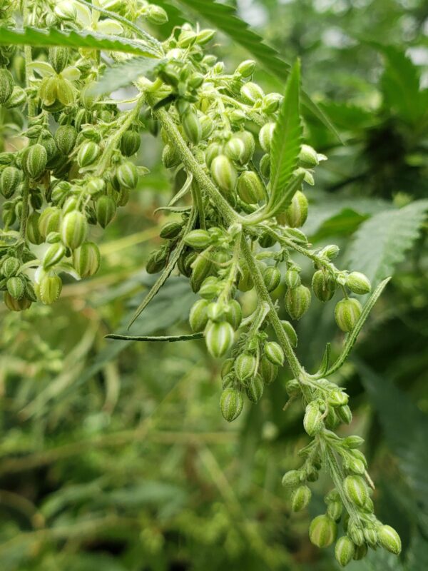 808 Genetics