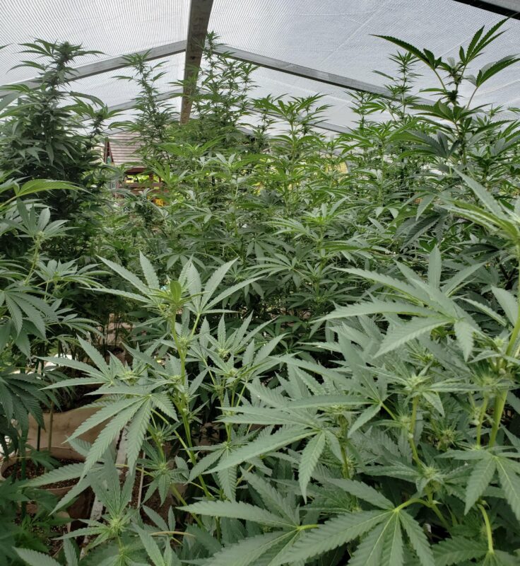 808 Genetics