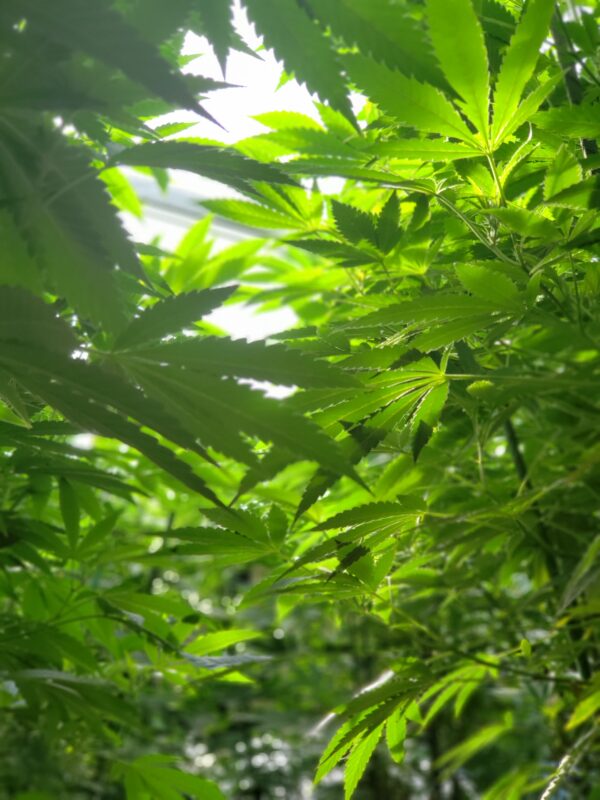 808 Genetics