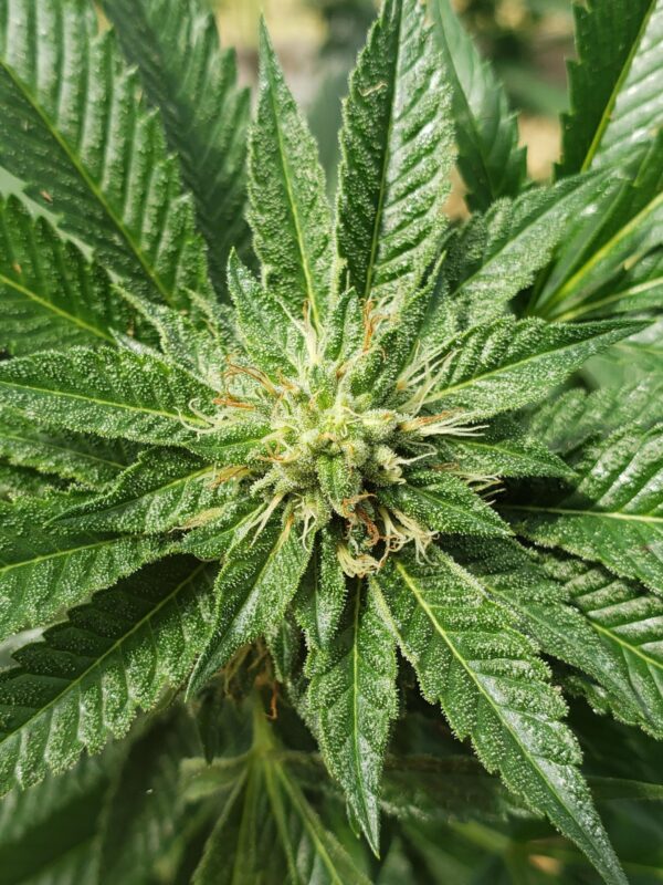 808 Genetics