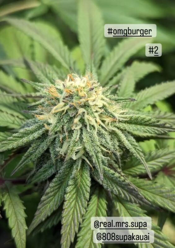 808 Genetics