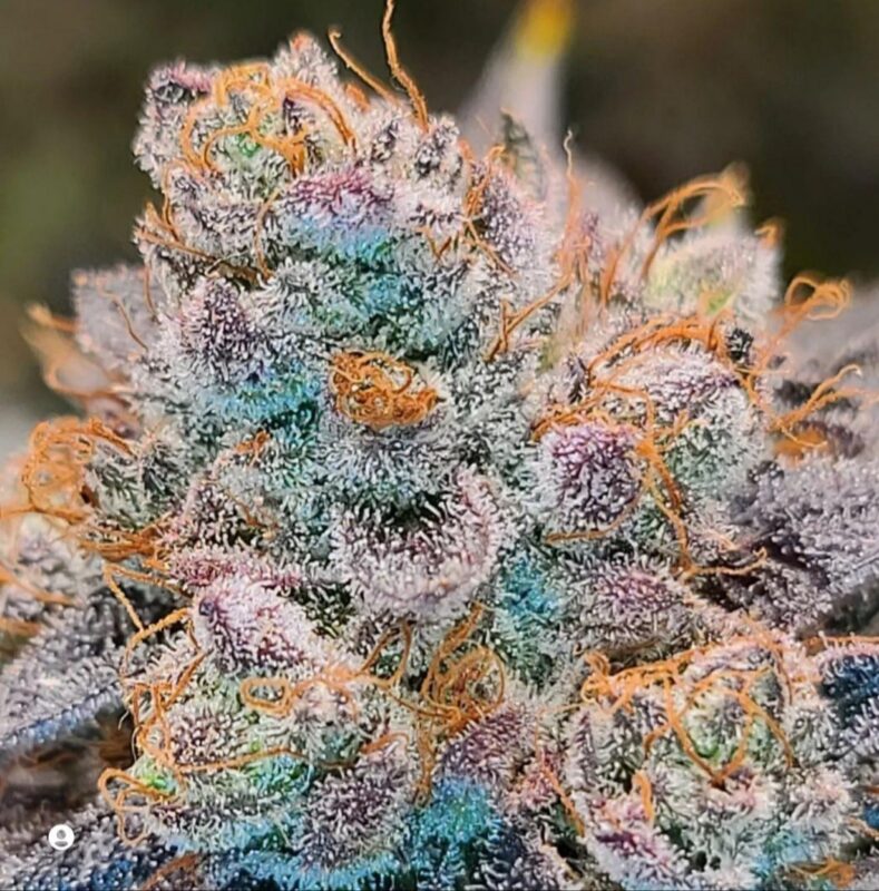 808 Genetics